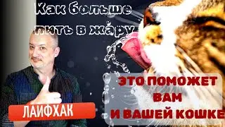 Лайфхак.Это поможет ВАМ и ВАШЕЙ кошке. Как больше пить в жару.