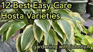 12 Best Easy Care  Hostas | Must Have,, Fast Growing Hosta Varieties for Garden and Container