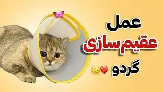 عمل عقیم‌سازی گردو 😿✂️ | از دکتر تا برگشتن به خونه و عیادت گربه‌ها