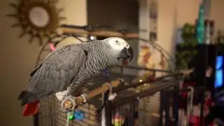 gizmo in slo mo