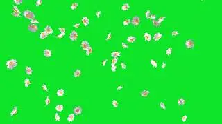 Falling Animation Flowers Green Screen and Black Screen Video No Copyright Footage