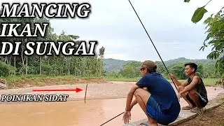 Mancing Sidat di Sungai Banjir Umpan Cacing