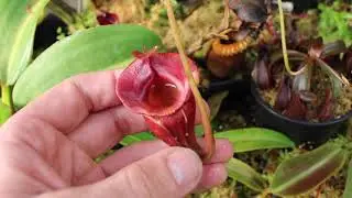 NEPENTHES TOUR AT REDLEAF EXOTICS!