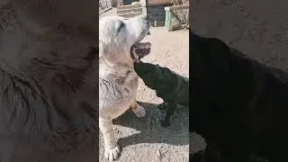 а мы болдеем