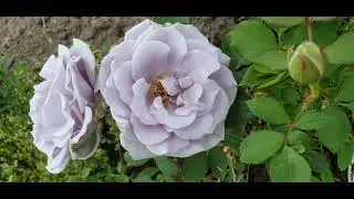 EDROSES/Троянда 🌹Turn Blue(Торн Блу), Moriharu  Kobayashi , Японія, 2006 р.. Флорібунда (Floribunda)