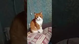 Утренняя зарядка