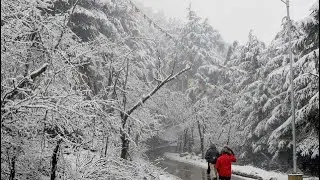 SHIMLA YEAR END  ROAD TRIP FROM AMRITSAR | Mall Road , Ridge, Scandal Point | part 1 | बर्फ़ 🥶🥶