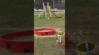 Кот пытается поймать птицу.