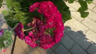 Pelargoniums outdoors in the summer 🌺