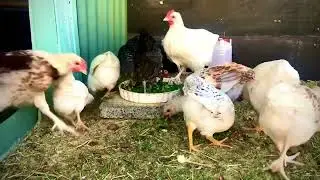 Willow and Zahra ( 6 weeks old chicken ).