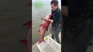 Эта девушка спасает жизнь красной рыбе 👏