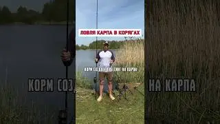 Как эффективно ловить карпа в корягах 