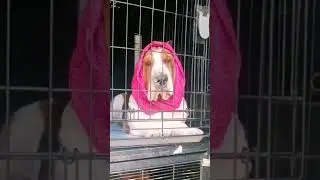 Basset Hound, Inuyasha espera turno para entrar a pista.