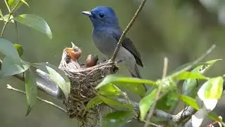 Wild birds make nests and feed their young