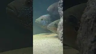 NW Cichlids & Monster Fish #shorts #fyp #foryou #fishtok