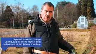 COME POTARE LA ROSA A CESPUGLIO – guida con consigli per la potatura