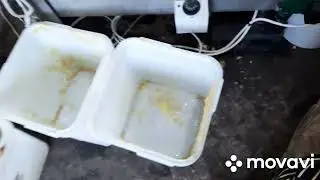 промышленное пчеловодство. Тест плавилки забруса на линии.
