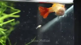 Guppy Geburt / Guppy is giving birth