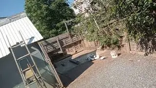 Полёт голубей,Валидольный !