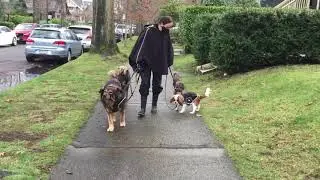 Henry Loose Leash Walking Graduation