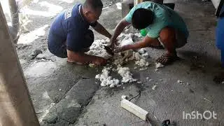 Tutorial Cara Mencukur Bulu Domba#