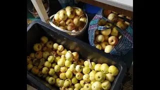За яблоками в брошенном саду. Нашел подковы на м/д ,,Pirat,,