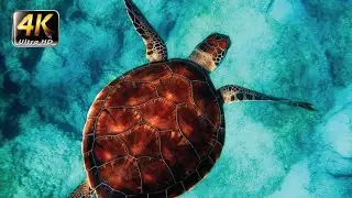 Ultimate Ocean Animals Collection in 4K 60FPS (ULTRA HD)