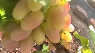 Сорт винограда 