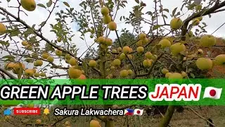 GREEN APPLE TREE || GREEN APPLE FRUIT in JAPAN 🇯🇵