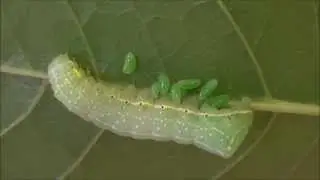 Parasitized caterpillar (