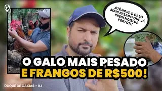 O GALO MAIS PESADO que já vi: Frangos de mais de R$500 e revolução genética da GSB no RJ