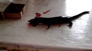 Сибирский углозуб