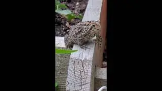 The Toad