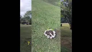 Plantando mudinhas de árvore no bosque do Fazendinha