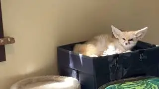 Cute Fennec fox Squeals Squeaks sleeps