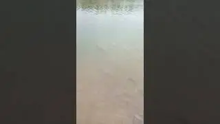 best fishing video at nara canal Our member  inaction STAR FISHING CLUB