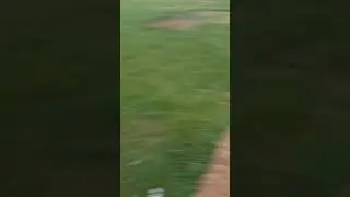 что с нашими яблонями? подскажите что делать.