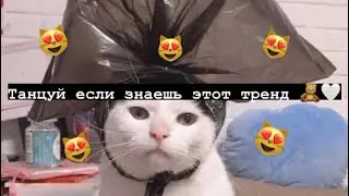 Танцуй если знаешь этот тренд, Тик Ток 2021 // Tik tok trend 2021 💖.