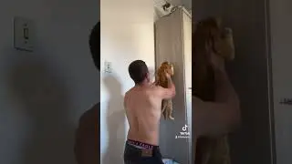Ensinando meu gato a subir nos móveis, pois ele não veio com essa atualização