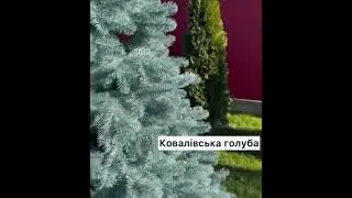 Ялинка штучна голуба Преміум класу без вставок ПВХ повністю лита кожна натуральна голочка