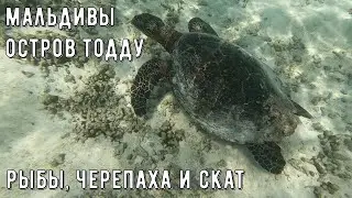 Мальдивы. Остров Тодду. Рыбы, черепаха и скат | 19.02.2022 | Борис Трушин