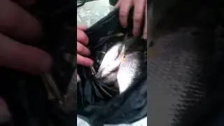 Бешенный клев Пронозовка 3.01.2017