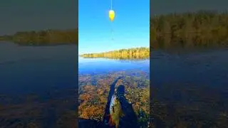 Впіймав На Попла Поппер 🧐😼🐟 #shorts #fishing