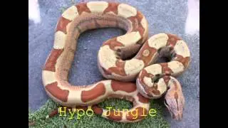 Boa Morphs A - Z