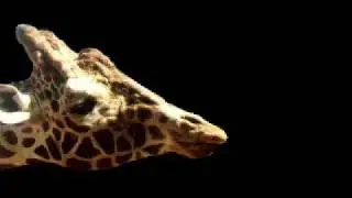 i dont believe in giraffes