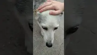 я тебе поставлю лайк