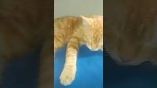 My cute orange cat is awesome 😎#cat #catlover #kermitduplicate #catshorts