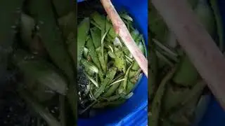 natural pesticides ready to 36 hrs..