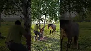 Спасли жеребенка #ранчонаурале #продажалошадей #аборигенная