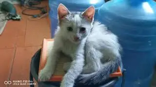 ПУШИСТЫЙ ОХРАННИК - РЫБОЛОВ Смешные котята